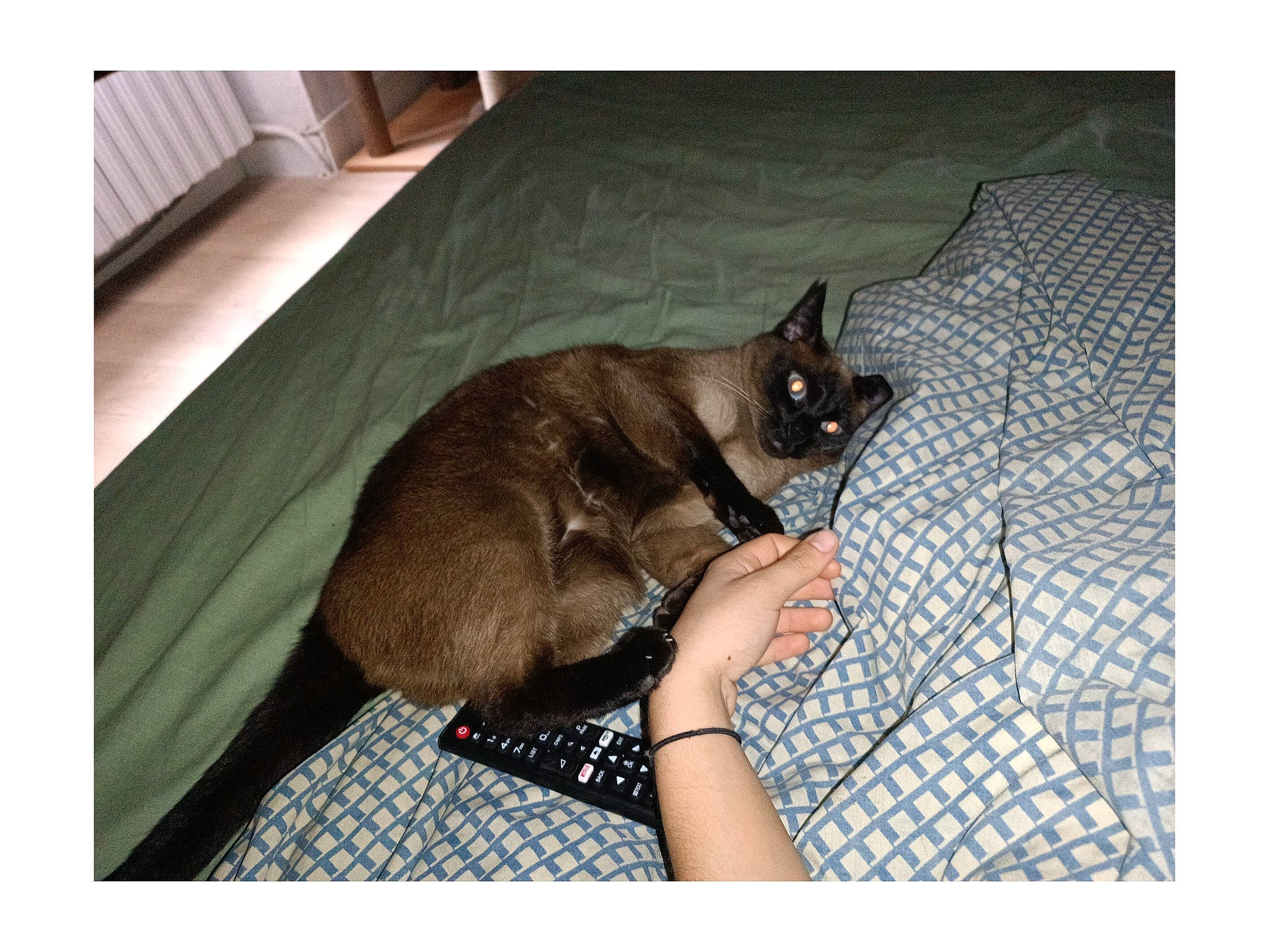 Chipie participe au concours pour gagner de l'argent avec cette photo : balinese, carnivore, cat, comfort, domestic_short_haired_cat, fawn, felidae, fur, linens, mammal, pattern, photo_caption, rectangle, room, siamese, small_to_medium_sized_cats, square, tail, thai, whiskers