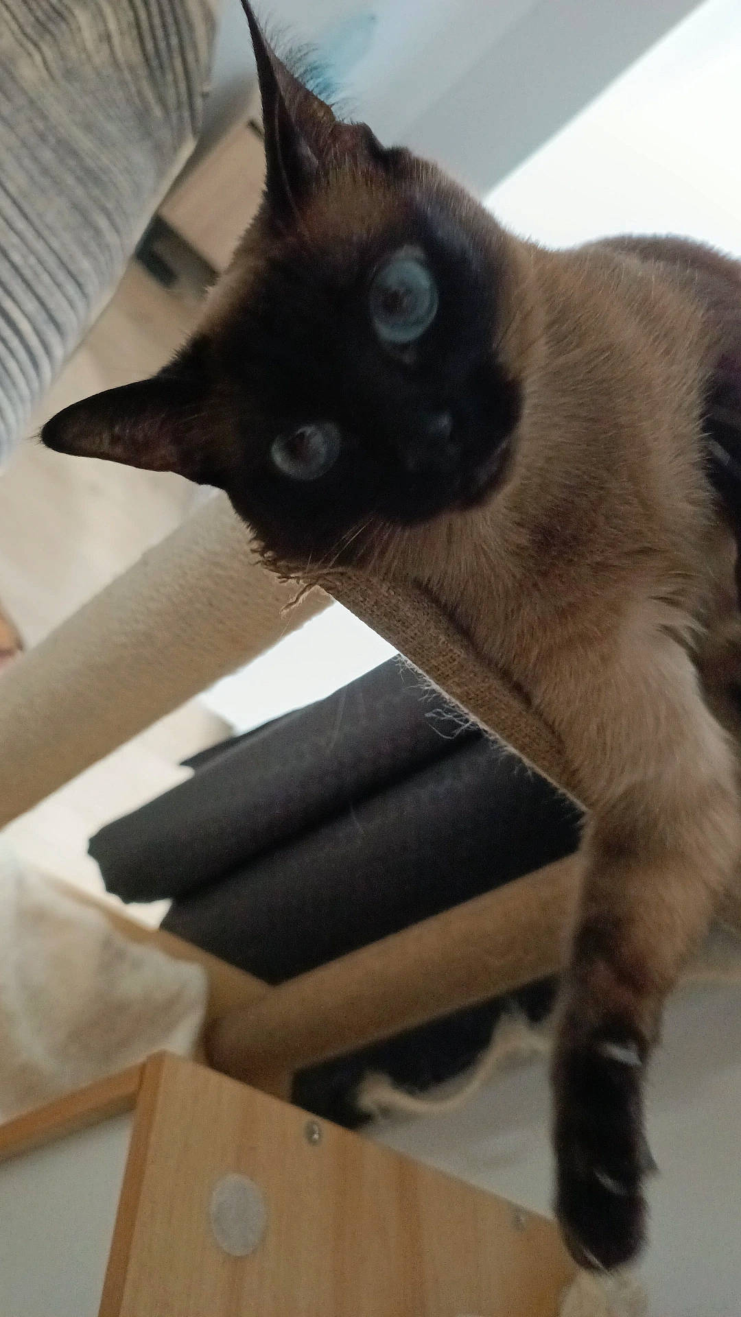 Chipie a rejoint le concours — aidez-le/la à gagner de superbes lots ! balinese, box, carnivore, cat, cat_supply, comfort, domestic_short_haired_cat, fawn, felidae, fur, hardwood, human_leg, mammal, siamese, small_to_medium_sized_cats, tail, thai, vertebrate, whiskers, wood