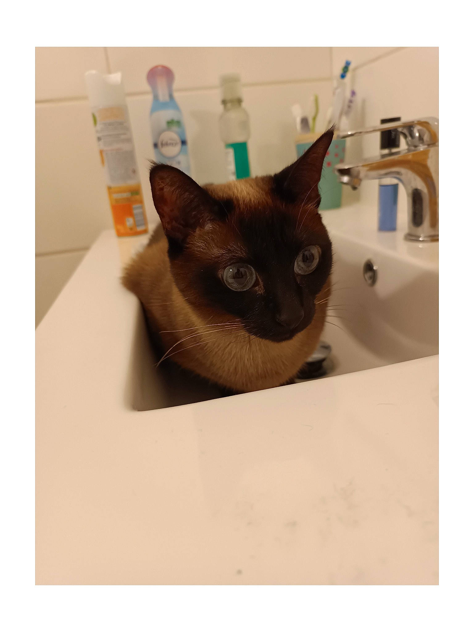 Chipie a rejoint le concours — aidez-le/la à gagner de superbes lots ! bottle, carnivore, cat, cat_supply, cone, domestic_short_haired_cat, fashion_accessory, felidae, fur, paper_product, pet_supply, plumbing_fixture, rectangle, room, small_to_medium_sized_cats, square, whiskers