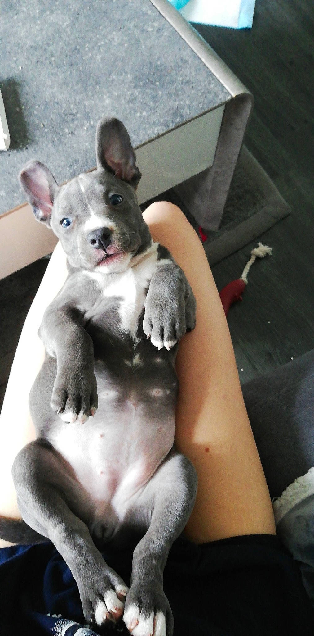 Raisen a rejoint le concours — aidez-le/la à gagner de superbes lots ! box, canidae, carnivore, comfort, companion_dog, dog, dog_breed, ear, fawn, fur, human_leg, paw, shipping_box, sitting, snout, sporting_group, terrestrial_animal, toy_dog, whiskers, working_animal