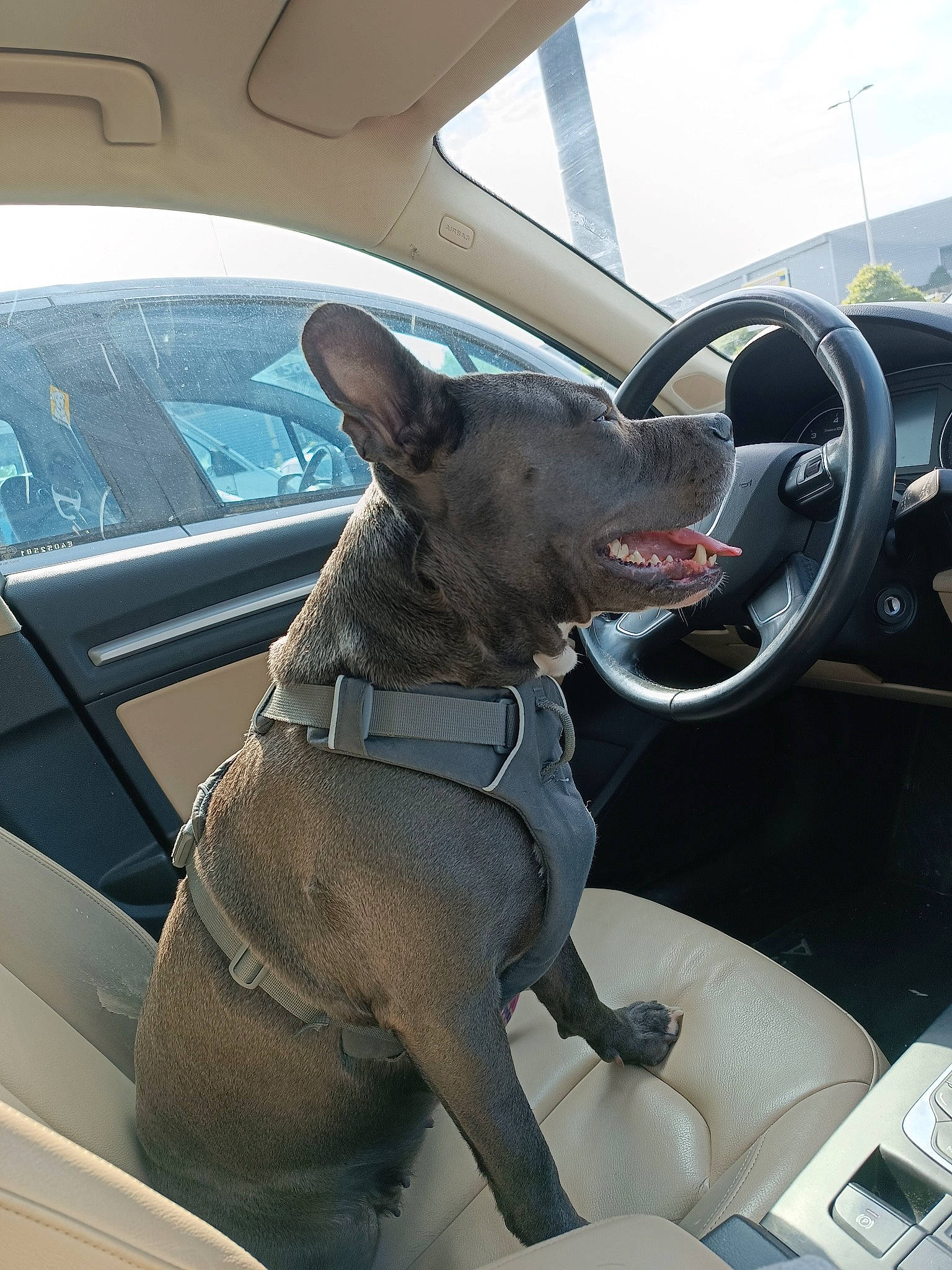 Raisen participe au concours pour gagner de l'argent avec cette photo : automotive_design, automotive_exterior, automotive_mirror, car, car_seat, car_seat_cover, carnivore, companion_dog, dog, dog_breed, fawn, mode_of_transport, motor_vehicle, personal_luxury_car, sky, steering_part, steering_wheel, vehicle, vehicle_door, window