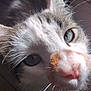 Midnight joined the competition — help win amazing prizes! cat, close_up, face, whiskers, blue_eyes, pink_nose, fur, curious, animal, pet, portrait, indoor, tiled_background, muzzle, domestic_cat, feline, snout, whisker, eye, closeup