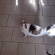Midnight is registered to the contest to win money with this photo: cat, fluffy, white, gray, tile_floor, sunlight, shadow, tail, indoor, pet, curious, looking_up, floor_tiles, cozy, quiet, animal, feline, domestic_cat, fur, paw