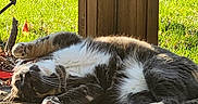Dolores is registered to the contest to win money with this photo: cat, feline, gray_cat, white_fur, outdoor, sunlight, wooden_porch, grass, relaxing, stretching, animal, pet, nature, daylight, playful, paw, fur, resting, sunny, wood
