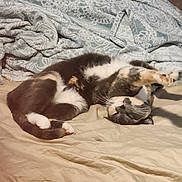 Dolores joined the competition — help win amazing prizes! cat, sleeping, stretching, bed, blanket, indoor, feline, whiskers, paws, fur, relaxing, cozy, pet, domestic_animal, resting, cute, animal, comfort, soft, patterned_textile