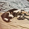 Dolores joined the competition — help win amazing prizes! animal, bed, blanket, cat, comfort, cozy, cute, domestic_animal, feline, fur, indoor, patterned_textile, paws, pet, relaxing, resting, sleeping, soft, stretching, whiskers