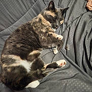 Dolores is registered to the contest to win money with this photo: animal, blanket, cat, comfort, cozy, cute, domestic_animal, feline, fur, gray, indoor, knitted, paw, pet, relaxed, resting, sleeping, soft, texture, whiskers