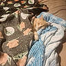 animal, baby_yoda_pattern, bed, blanket, cat, comfort, cozy, cute, feline, fur, home, indoors, pet, relaxation, resting, sleeping, snuggled, soft, texture, warm