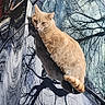Camilo is registered to the contest to win money with this photo: animal, calm, car, car_hood, cat, closeup, feline, fur, nature, orange_cat, outdoor, pet, reflection, relaxation, serene, still_life, sunlight, tree_branches, whiskers, winter