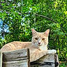 amber_eyes, animal, calm, cat, closeup, daylight, feline, forest, greenery, leaf, mammal, nature, outdoor, pet, relaxed, resting, summer, wildlife, wood, wooden_ledge