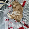 Camilo joined the competition — help win amazing prizes! animal, blanket, cat, comfort, cozy, curled_up, cute, feline, fur, indoor, napping, orange_tabby, paw, pet, plush, relaxation, resting, sleeping, soft, warm