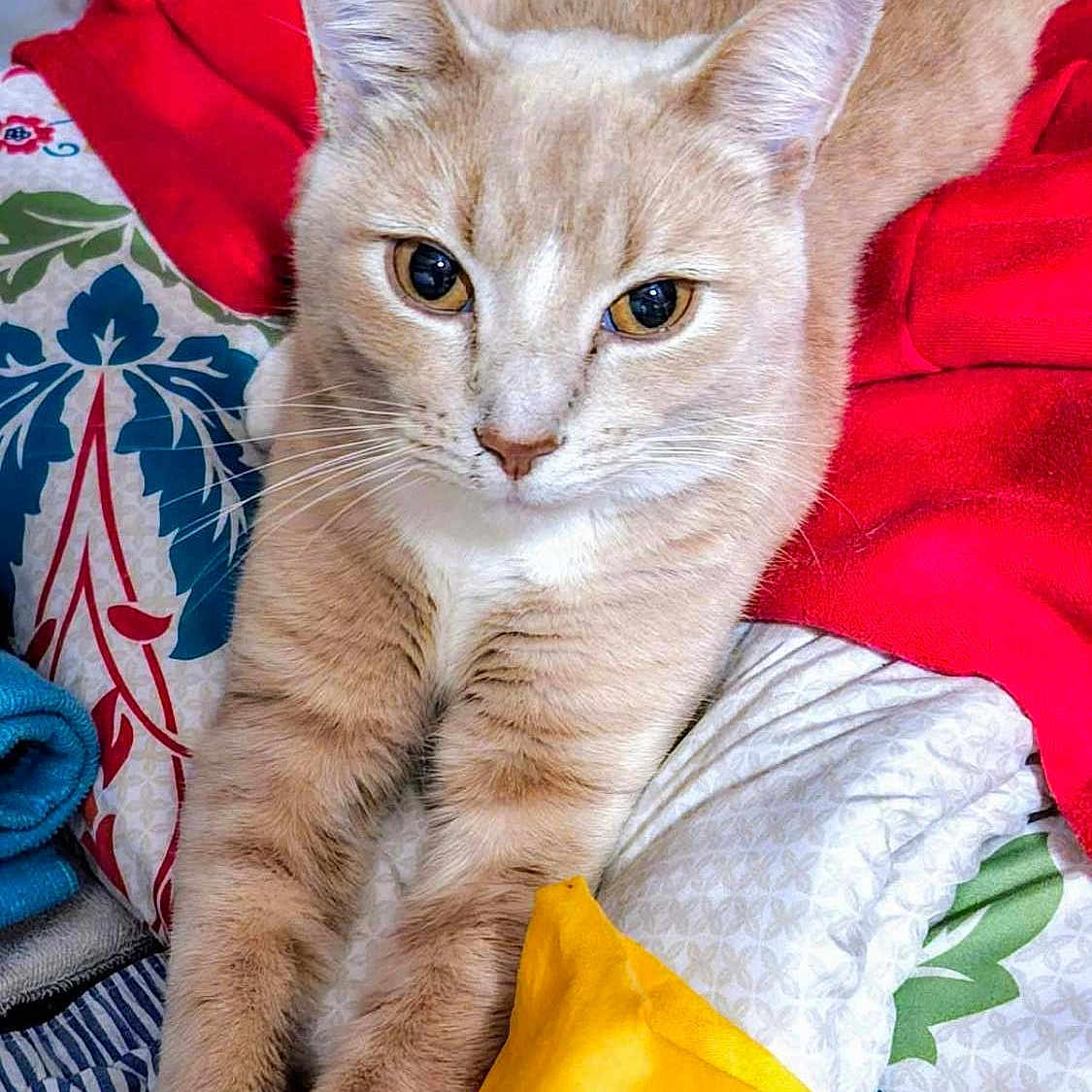 Camilo joined the competition — help win amazing prizes! animal, bed, blanket, cat, closeup, cozy, cute, domestic_animal, ears, eyes, feline, fur, indoor, pet, red_cloth, resting, stretching, whiskers, white_paws, yellow_cloth