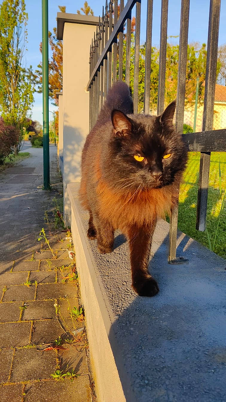 Nyx participe au concours pour gagner de l'argent avec cette photo : asphalt, black_cat, carnivore, cat, eye, fawn, felidae, fur, grass, plant, road_surface, sky, small_to_medium_sized_cats, snout, tail, tints_and_shades, tree, whiskers, window, yellow