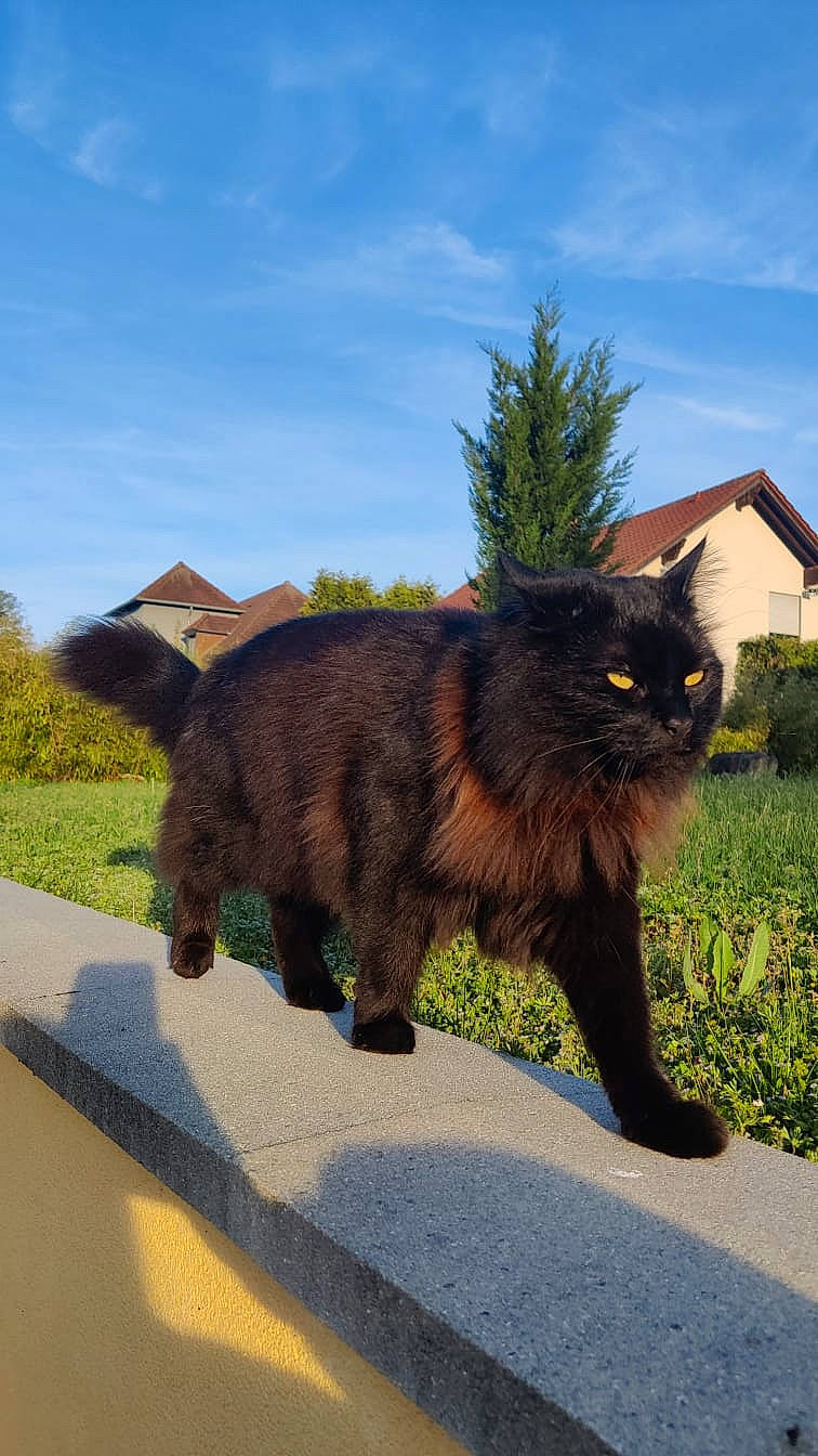 Nyx a rejoint le concours — aidez-le/la à gagner de superbes lots ! carnivore, cat, cloud, dog_breed, domestic_short_haired_cat, fawn, felidae, fur, grass, liver, mammal, plant, sky, small_to_medium_sized_cats, snout, tail, terrestrial_animal, tree, vertebrate, whiskers