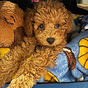 Soju is registered to the contest to win money with this photo: adorable, animal, blanket, brown_fur, carrier, close_up, comfort, companion, cozy, curly_fur, cute, dog, fur, indoor, pet, plush_toy, puppy, resting, soft_texture, young_dog