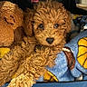 adorable, animal, blanket, brown_fur, carrier, close_up, comfort, companion, cozy, curly_fur, cute, dog, fur, indoor, pet, plush_toy, puppy, resting, soft_texture, young_dog