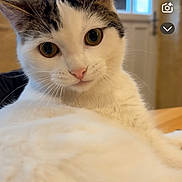 Samaelle a rejoint le concours — aidez-le/la à gagner de superbes lots ! animal, black_fur, cat, closeup, curious, feline, indoor, interface, looking, lounging, pet, portrait, relaxed, room, screenshot, social_media, soft_light, text_overlay, white_fur, window