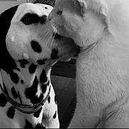 Uko a rejoint le concours — aidez-le/la à gagner de superbes lots ! affection, animal, black_and_white, cat, close_up, collar, companion, cute, dalmatian, dog, domestic, friendship, fur, indoor, mammal, nuzzle, pet, portrait, spot, whiskers