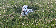 Uko a rejoint le concours — aidez-le/la à gagner de superbes lots ! animal, canine, clover, dalmatian, dog, field, flora, flowers, grass, greenery, leaf, meadow, nature, outdoor, peaceful, pet, relaxed, spotted, summer, sunlight