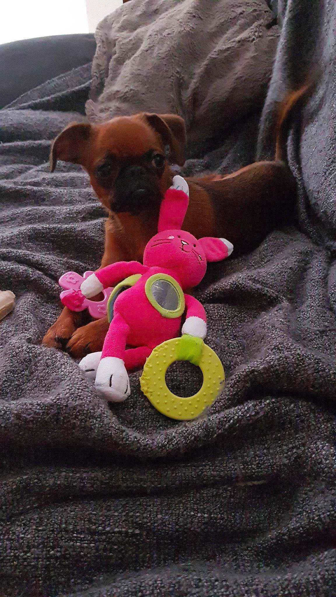 Philomene a rejoint le concours — aidez-le/la à gagner de superbes lots ! boxer, canidae, carnivore, companion_dog, dog, dog_breed, dog_clothes, dog_toy, fawn, pink, pug, puggle, puppy, toy