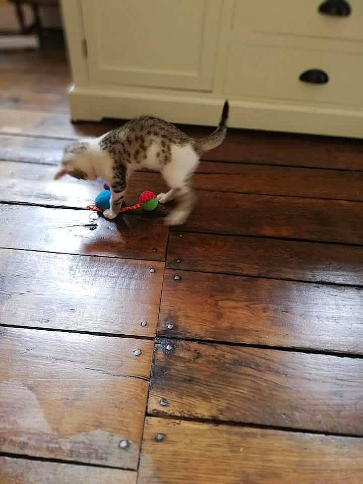 Osiris a rejoint le concours — aidez-le/la à gagner de superbes lots ! cat, companion_dog, dog_breed, domestic_short_haired_cat, felidae, floor, flooring, hardwood, laminate_flooring, paw, plank, plywood, room, small_to_medium_sized_cats, tail, varnish, whiskers, wood, wood_flooring, wood_stain