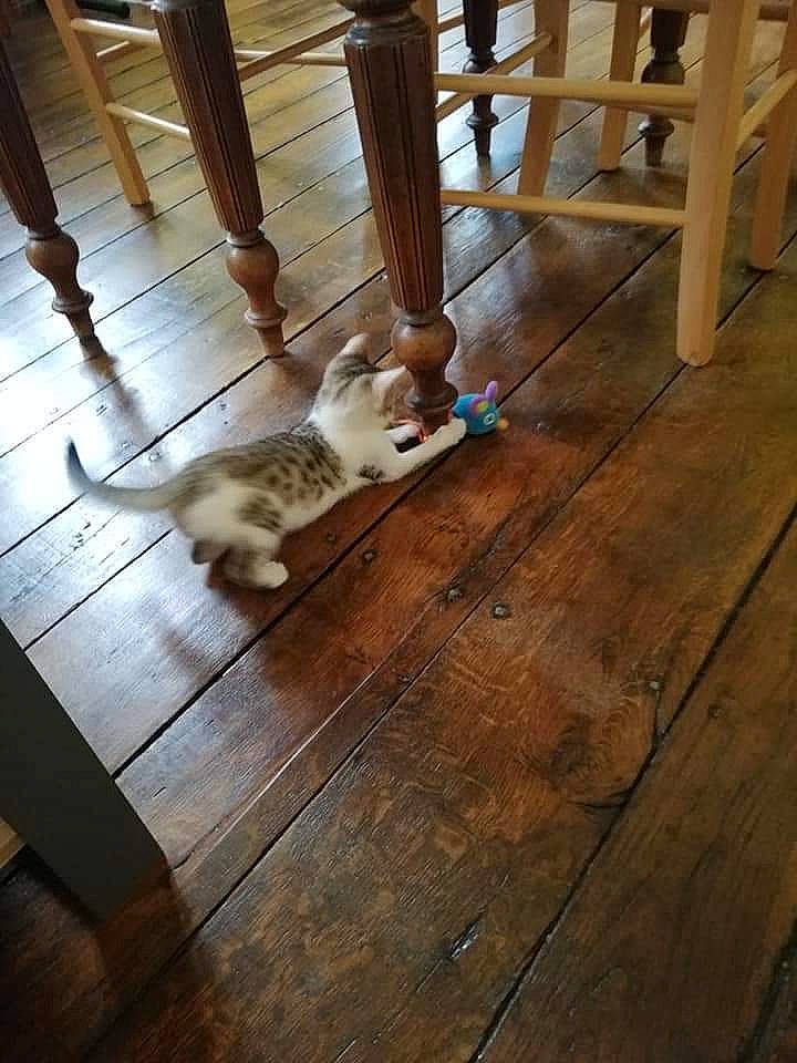 Osiris a rejoint le concours — aidez-le/la à gagner de superbes lots ! carnivore, cat, companion_dog, fawn, felidae, floor, flooring, fur, hardwood, laminate_flooring, plank, plywood, room, small_to_medium_sized_cats, tail, varnish, whiskers, wood, wood_flooring, wood_stain