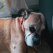 Ivana participe au concours pour gagner de l'argent avec cette photo : dog, boxer, pet, animal, close_up, collar, resting, tongue_out, indoor, curtain, couch, brown_fur, fur, face, ear, sleepy, portrait, household, cozy, relaxed