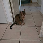 Docteur participe au concours pour gagner de l'argent avec cette photo : cat, tabby, indoor, floor, tile, hallway, pet, animal, sitting, curious, domestic, quiet, home, feline, whiskers, ears, tail, door, walls, light
