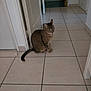 cat, tabby, indoor, floor, tile, hallway, pet, animal, sitting, curious, domestic, quiet, home, feline, whiskers, ears, tail, door, walls, light