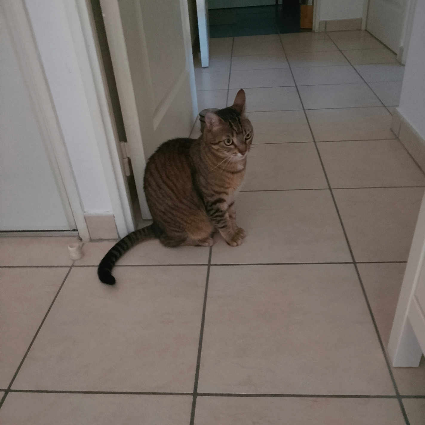 Docteur participe au concours pour gagner de l'argent avec cette photo : animal, cat, curious, domestic, door, ears, feline, floor, hallway, home, indoor, light, pet, quiet, sitting, tabby, tail, tile, walls, whiskers