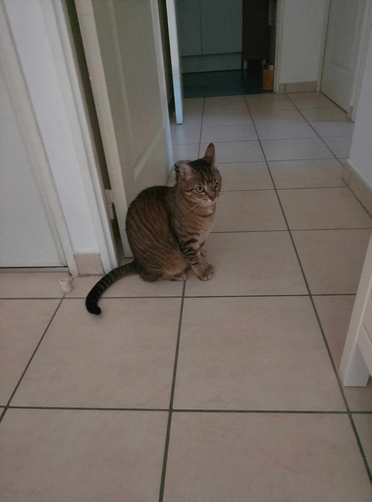 Docteur participe au concours pour gagner de l'argent avec cette photo : cat, tabby, indoor, floor, tile, hallway, pet, animal, sitting, curious, domestic, quiet, home, feline, whiskers, ears, tail, door, walls, light