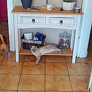 Happy a rejoint le concours — aidez-le/la à gagner de superbes lots ! cat, dog, wooden_shelf, cabinet, floor_tiles, plant, basket, jar, doorway, indoor, pet, home, relaxed, stretching, decor, container, tile_floor, animal, furniture, houseplant