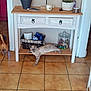 cat, dog, wooden_shelf, cabinet, floor_tiles, plant, basket, jar, doorway, indoor, pet, home, relaxed, stretching, decor, container, tile_floor, animal, furniture, houseplant
