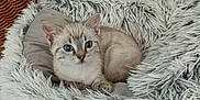 Happy a rejoint le concours — aidez-le/la à gagner de superbes lots ! kitten, cat, blue_eyes, fluffy, pet_bed, cozy, indoor, wooden_floor, wicker_basket, radiator, feline, cute, small, alert, fur, animal, domestic, resting, soft, young