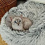 kitten, cat, blue_eyes, fluffy, pet_bed, cozy, indoor, wooden_floor, wicker_basket, radiator, feline, cute, small, alert, fur, animal, domestic, resting, soft, young