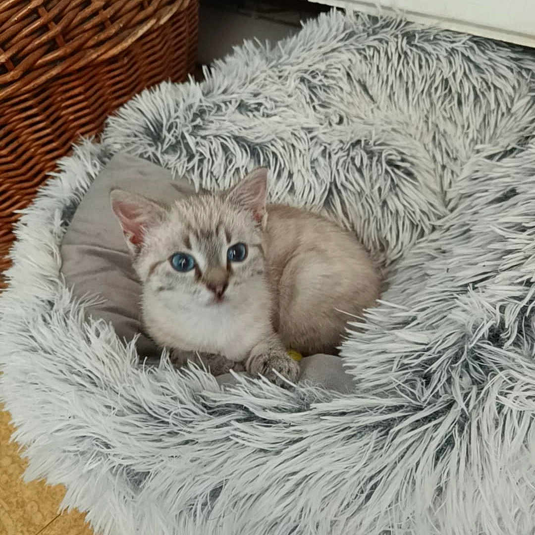 Happy a rejoint le concours — aidez-le/la à gagner de superbes lots ! alert, animal, blue_eyes, cat, cozy, cute, domestic, feline, fluffy, fur, indoor, kitten, pet_bed, radiator, resting, small, soft, wicker_basket, wooden_floor, young