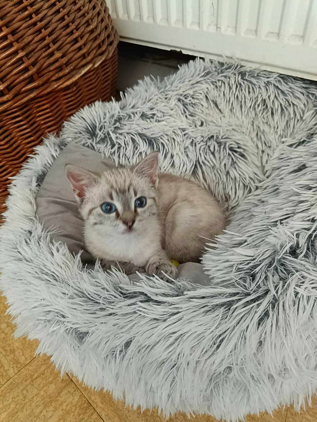 Happy a rejoint le concours — aidez-le/la à gagner de superbes lots ! kitten, cat, blue_eyes, fluffy, pet_bed, cozy, indoor, wooden_floor, wicker_basket, radiator, feline, cute, small, alert, fur, animal, domestic, resting, soft, young