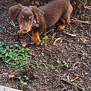 Daisy is registered to the contest to win money with this photo: animal, brown, curious, cute, daylight, dog, ears, exploring, floppy_ears, garden, greenery, ground, nature, outdoor, pet, plants, puppy, small, soil, young