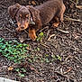 animal, brown, curious, cute, daylight, dog, ears, exploring, floppy_ears, garden, greenery, ground, nature, outdoor, pet, plants, puppy, small, soil, young