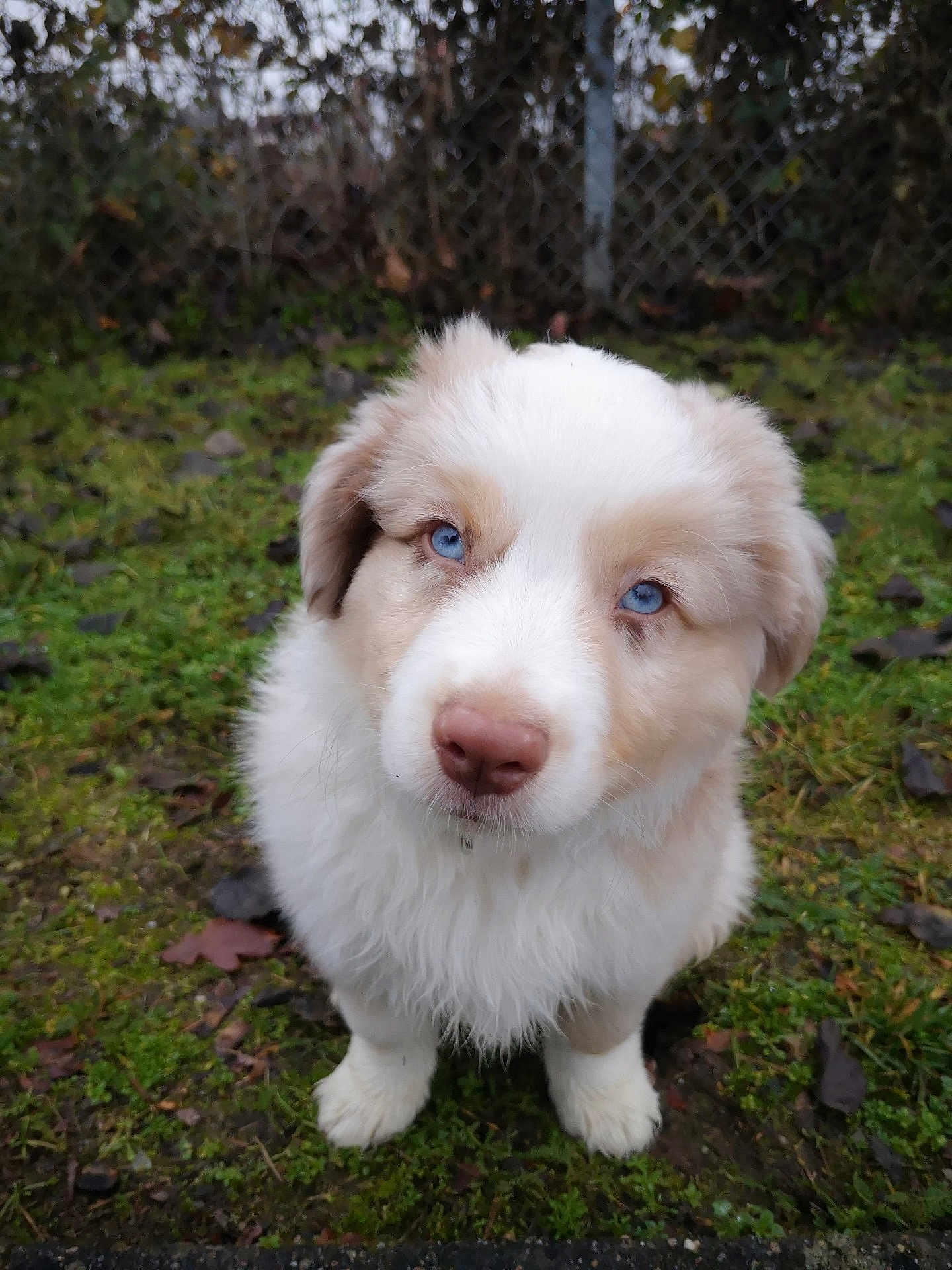 Rösti participe au concours pour gagner de l'argent avec cette photo : adorable, animal, blue_eyes, brown_fur, chain_link_fence, close_up, curious, cute, dog, fluffy, grass, innocent, moss, nature, outdoor, pet, puppy, sitting, white_fur, young_dog