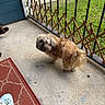 dog, small_dog, shaggy_dog, curly_fur, brown_fur, standing, outdoor, porch, concrete, railing, fence, grass, lawn, walkway, welcome_mat, shoe, foot, home, daylight, pet