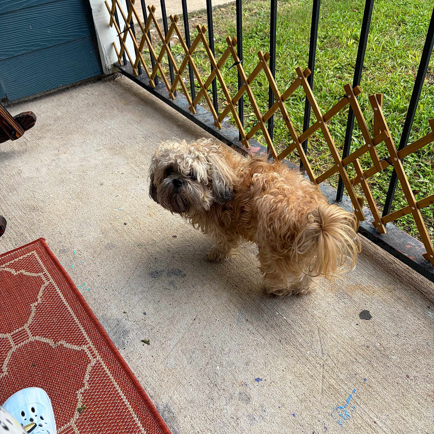 Dash joined the competition — help win amazing prizes! dog, small_dog, shaggy_dog, curly_fur, brown_fur, standing, outdoor, porch, concrete, railing, fence, grass, lawn, walkway, welcome_mat, shoe, foot, home, daylight, pet