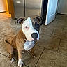 Floyd is registered to the contest to win money with this photo: animal, brown_and_white, canine, cute, dog, domestic, door, ears, floor_tiles, home, indoor, kitchen, looking_up, pet, puppy, refrigerator, sitting, snout, tail, tile_floor