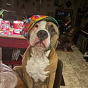 Floyd joined the competition — help win amazing prizes! dog, pet, indoor, hat, colorful, tie_dye, seated, table, tile_floor, chair, living_room, decor, lamp, plant, photo_frame, furniture, brown, white, cute, portrait