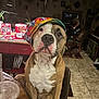 dog, pet, indoor, hat, colorful, tie_dye, seated, table, tile_floor, chair, living_room, decor, lamp, plant, photo_frame, furniture, brown, white, cute, portrait