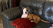 Floyd joined the competition — help win amazing prizes! blanket, brown_dog, canine, couch, cozy, decor, dog, framed_photos, furniture, home, indoor, leather, living_room, one-eyed, pet, portrait, red_pillow, relaxed, resting, tile_floor