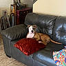 blanket, brown_dog, canine, couch, cozy, decor, dog, framed_photos, furniture, home, indoor, leather, living_room, one-eyed, pet, portrait, red_pillow, relaxed, resting, tile_floor