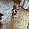 Floyd is registered to the contest to win money with this photo: animal, black, brown, canine, companion, curious, dog, domestic, ears, flooring, furniture, home, indoor, looking_up, patterned_cloth, pet, tail, tile_floor, white, young_dog