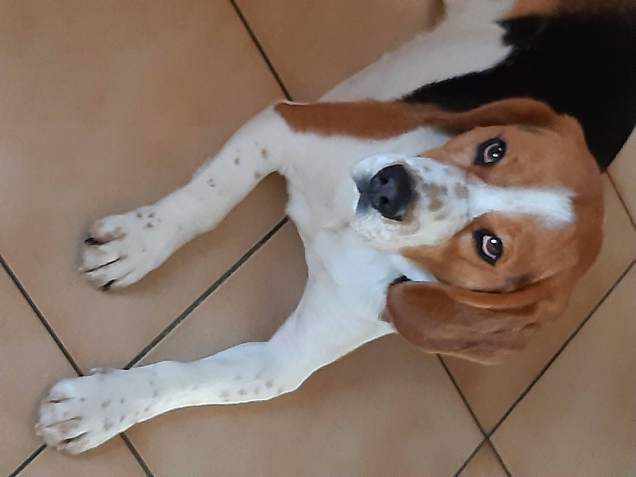 Peaky participe au concours pour gagner de l'argent avec cette photo : beaglier, canidae, carnivore, collar, companion_dog, dog, dog_breed, dog_collar, fawn, fur, hound, jaw, pet_supply, snout, sporting_group, tail, terrestrial_animal, vertebrate, whiskers, working_animal