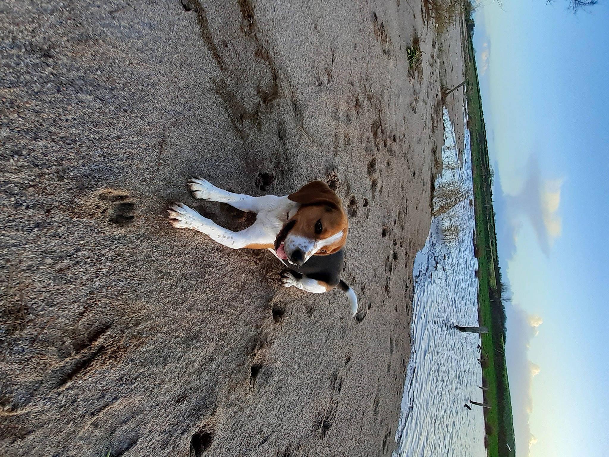 Peaky a rejoint le concours — aidez-le/la à gagner de superbes lots ! beagle, canidae, carnivore, companion_dog, dog, dog_breed, fawn, liver, mammal, sand, sporting_group, sunlight, tail, working_dog